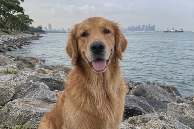 Milo by the sea at East Coast Park