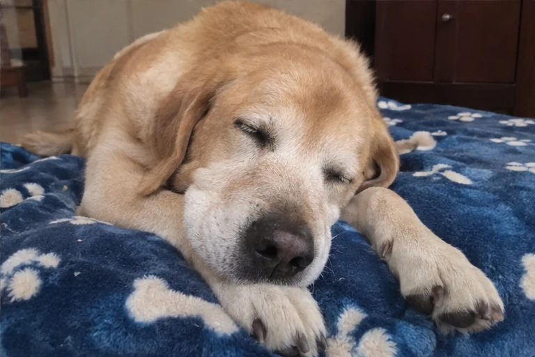 Bailey album photo 4