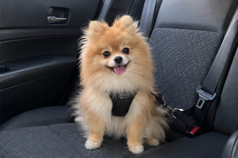 Mochi album photo 2