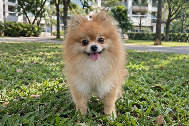 Mochi album photo 4