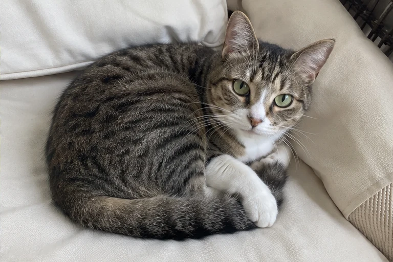 Sesame album photo 2