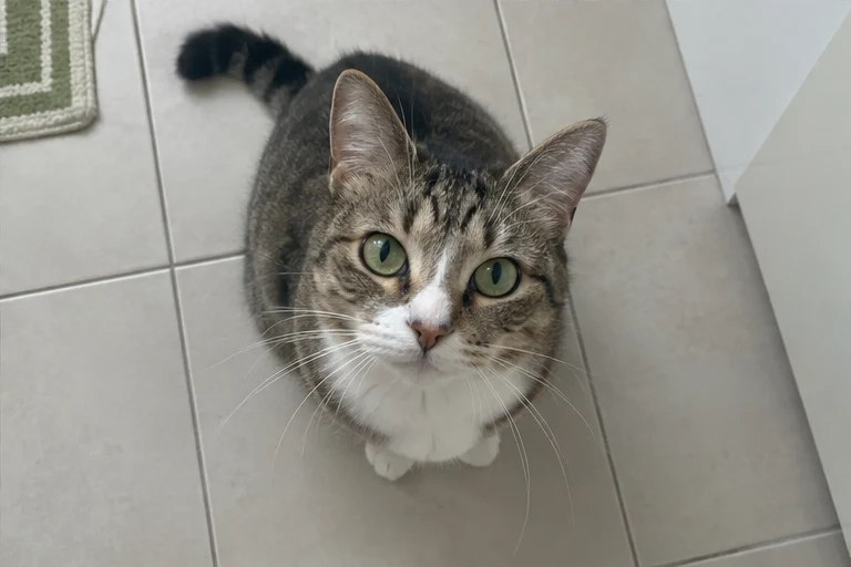 Sesame album photo 4