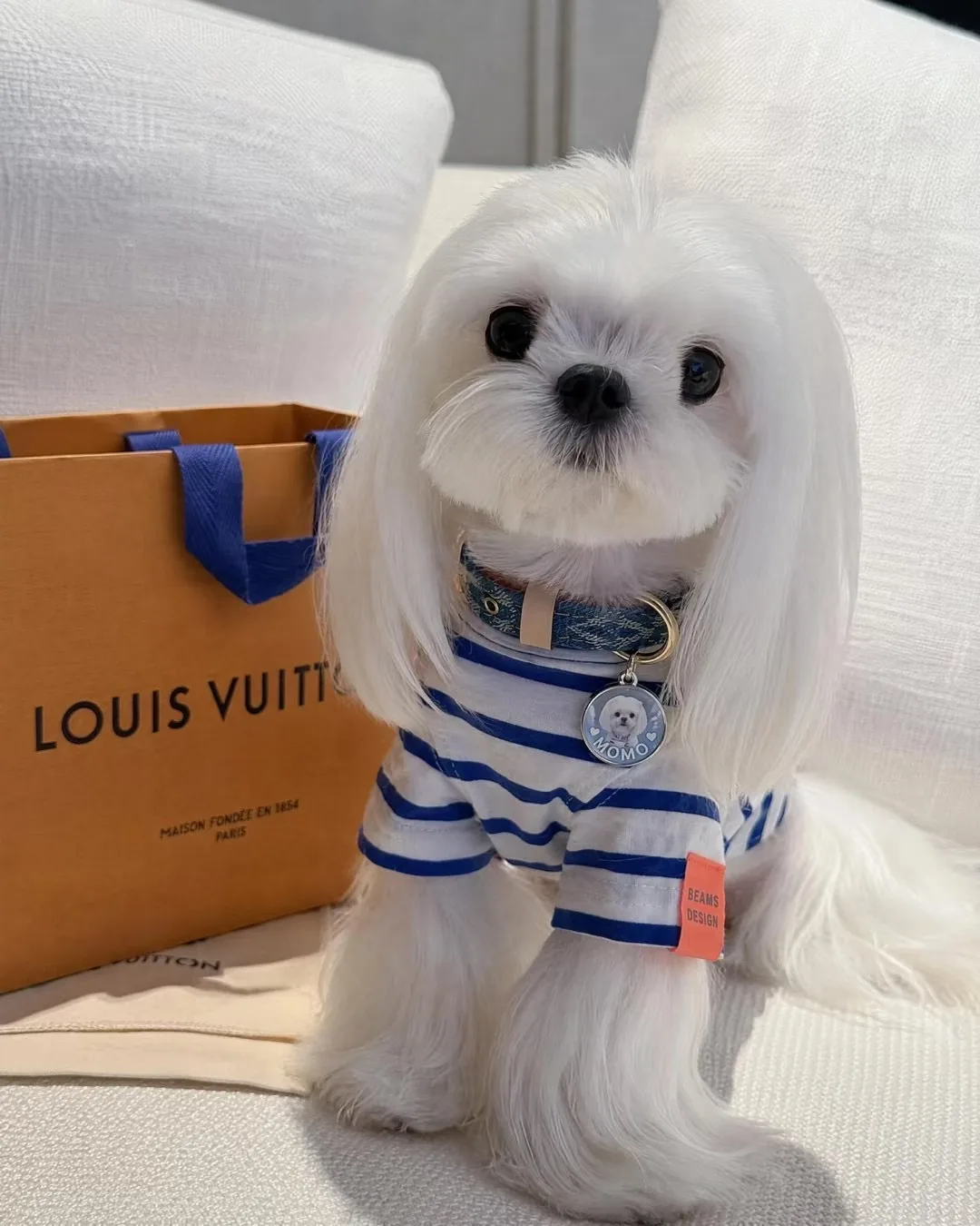 A pet wearing a personalised NFC pet ID tag, community photo 9